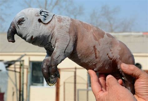 Jan 17, 2024 · Here are the clues and answers to NYT's The Mini for Wednesday, Jan. 17, 2024: Across ... Animal that looks like an elephant/pig hybrid. The answer is tapir. Offer a viewpoint. The answer is opine. 